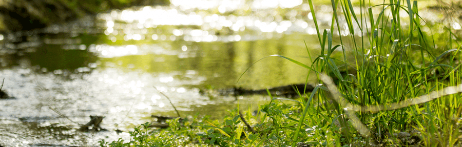 Tall grass next to the shoreline of a running creek